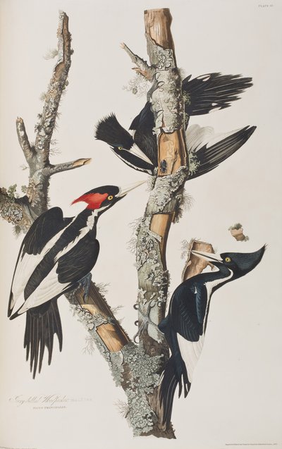 Birds of America」のイラスト 作： John James Audubon