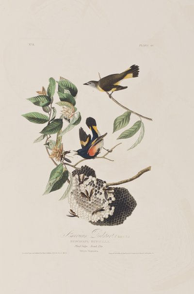 Birds of America」のイラスト 作： John James Audubon