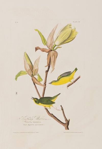 Birds of America」のイラスト 作： John James Audubon