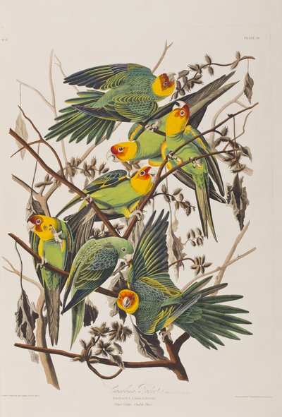 Birds of America」のイラスト 作： John James Audubon