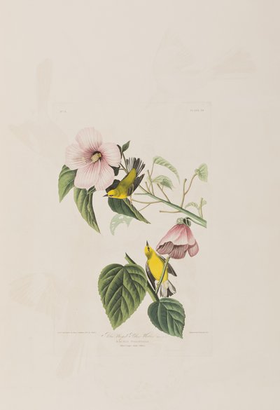 Birds of America」のイラスト 作： John James Audubon