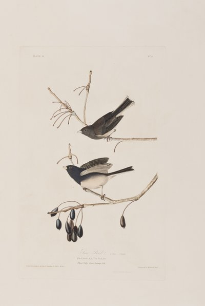 Birds of America」のイラスト 作： John James Audubon