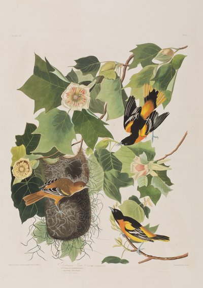 Birds of America」のイラスト 作： John James Audubon