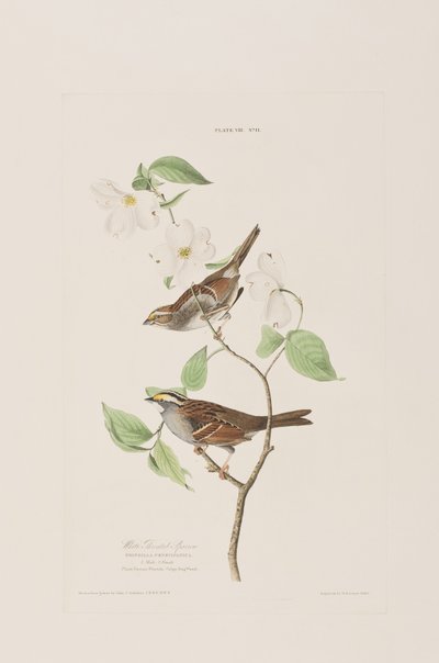 Birds of America」のイラスト 作： John James Audubon