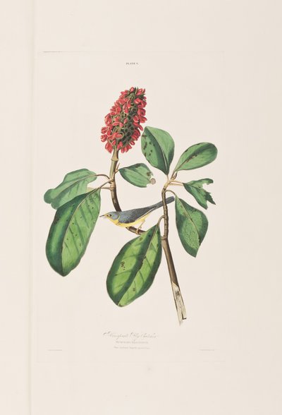 Birds of America」のイラスト 作： John James Audubon