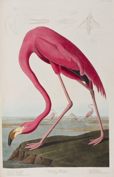 Birds of America」のイラスト 作： John James Audubon