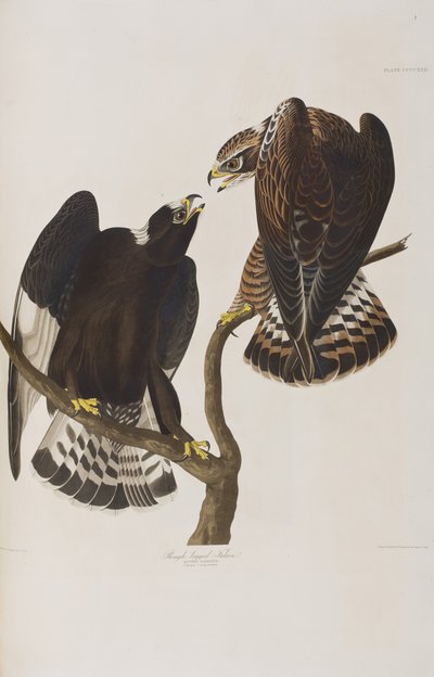 Birds of America」のイラスト 作： John James Audubon