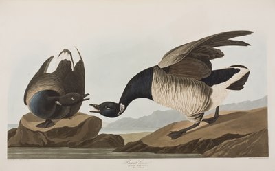 Birds of America」のイラスト 作： John James Audubon