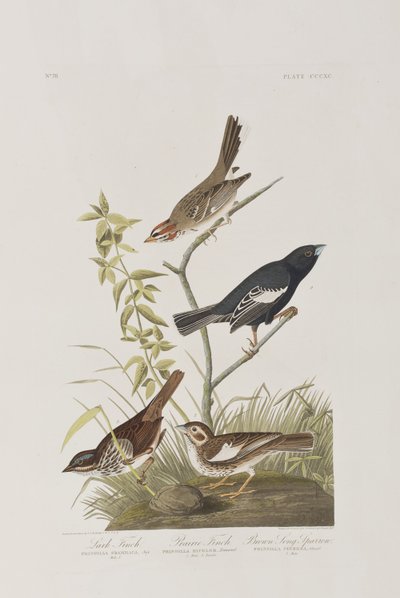Birds of America」のイラスト 作： John James Audubon