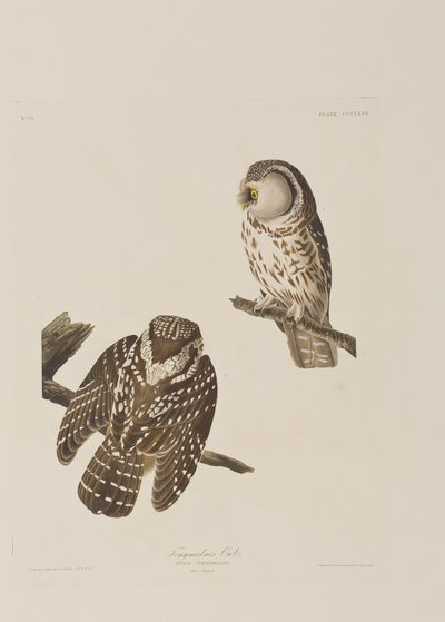 Birds of America」のイラスト 作： John James Audubon