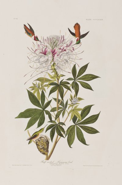 Birds of America」のイラスト 作： John James Audubon
