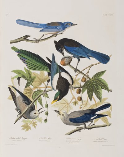 Birds of America」のイラスト 作： John James Audubon