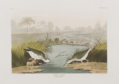 Birds of America」のイラスト 作： John James Audubon