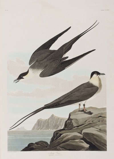 Birds of America」のイラスト 作： John James Audubon