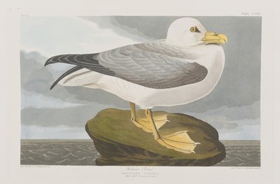 Birds of America」のイラスト 作： John James Audubon