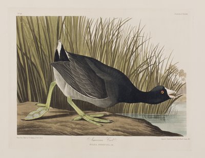 Birds of America」のイラスト 作： John James Audubon