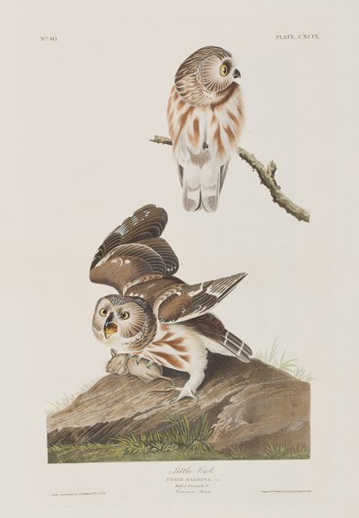 Birds of America」のイラスト 作： John James Audubon