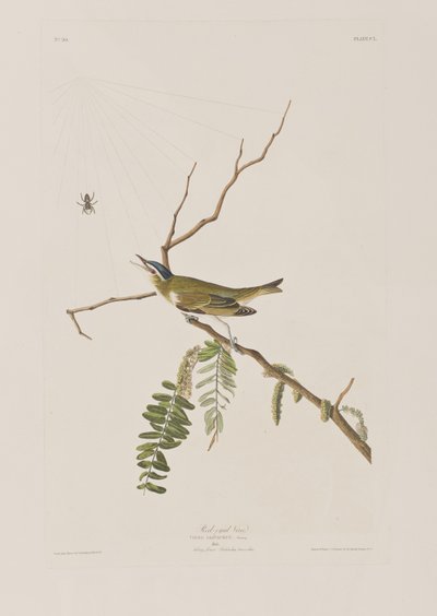 Birds of America」のイラスト 作： John James Audubon