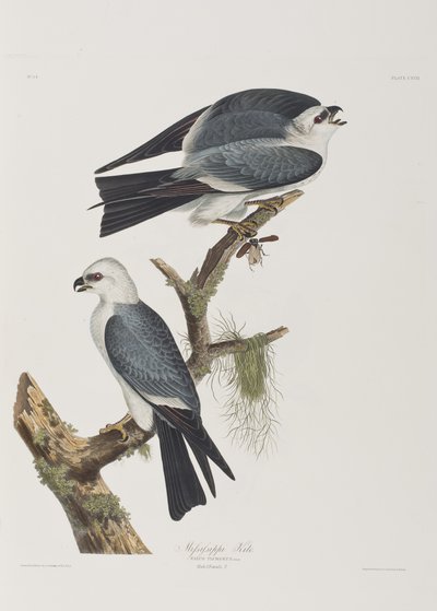 Birds of America」のイラスト 作： John James Audubon
