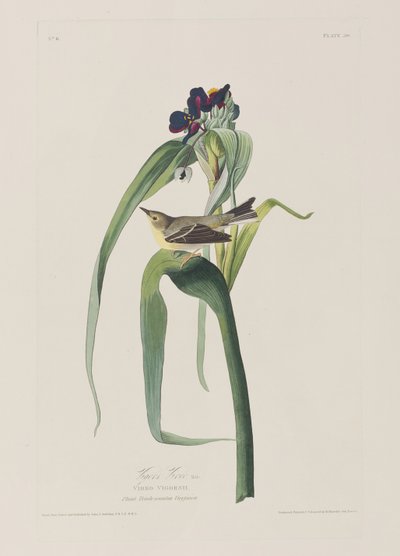 Birds of America」のイラスト 作： John James Audubon