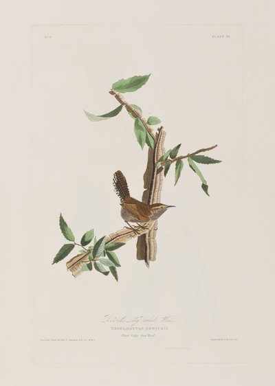 Birds of America」のイラスト 作： John James Audubon