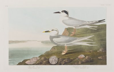 Birds of America」のイラスト 作： John James Audubon