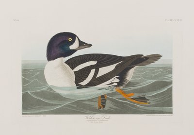 Birds of America」のイラスト 作： John James Audubon