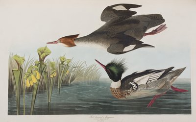 Birds of America」のイラスト 作： John James Audubon