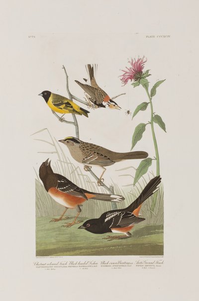 Birds of America」のイラスト 作： John James Audubon