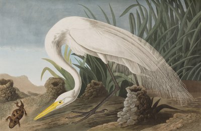 Birds of America」のイラスト 作： John James Audubon