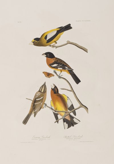 Birds of America」のイラスト 作： John James Audubon