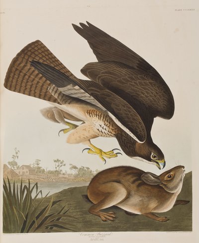 Birds of America」のイラスト 作： John James Audubon