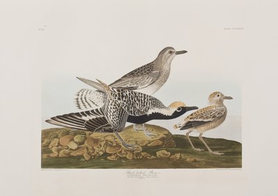 Birds of America」のイラスト 作： John James Audubon