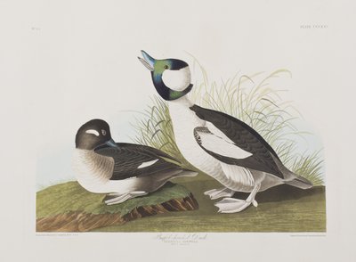 Birds of America」のイラスト 作： John James Audubon