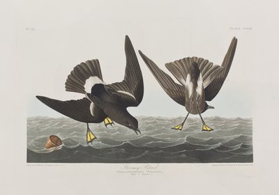 Birds of America」のイラスト 作： John James Audubon