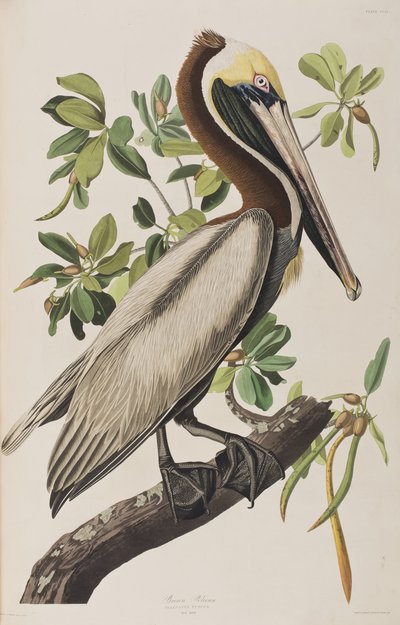 Birds of America」のイラスト 作： John James Audubon