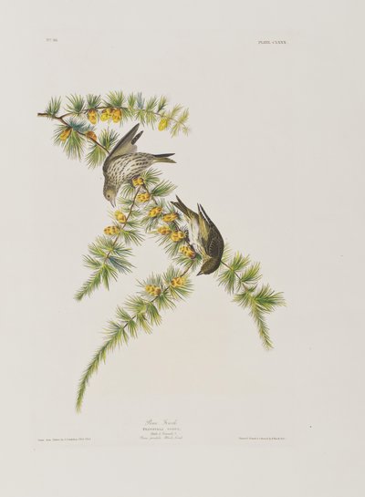 Birds of America」のイラスト 作： John James Audubon