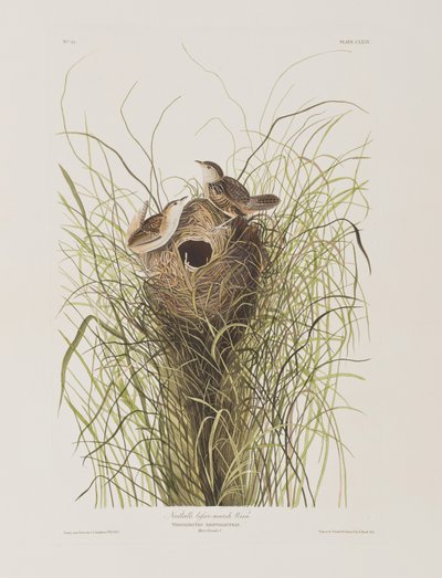Birds of America」のイラスト 作： John James Audubon