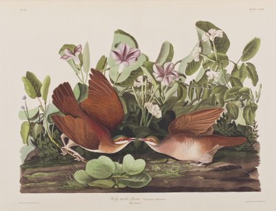 Birds of America」のイラスト 作： John James Audubon