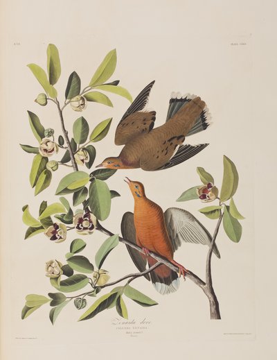 Birds of America」のイラスト 作： John James Audubon