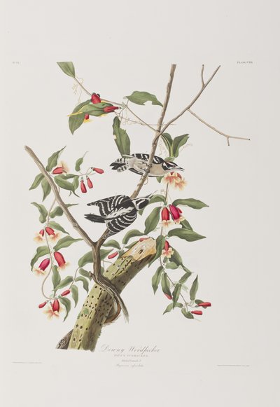 Birds of America」のイラスト 作： John James Audubon