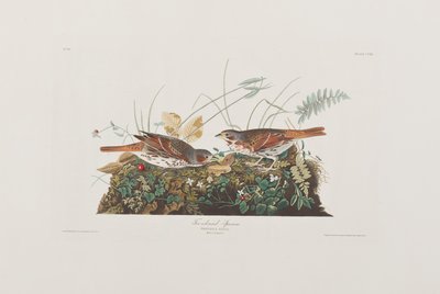 Birds of America」のイラスト 作： John James Audubon