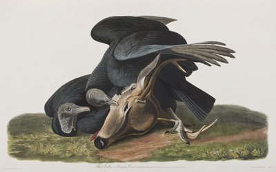Birds of America」のイラスト 作： John James Audubon