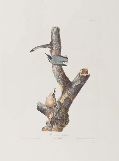 Birds of America」のイラスト 作： John James Audubon