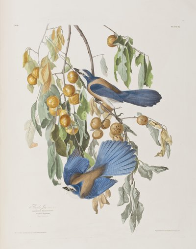 Birds of America」のイラスト 作： John James Audubon