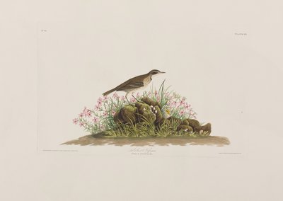Birds of America」のイラスト 作： John James Audubon