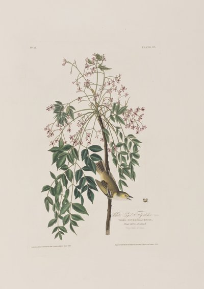 Birds of America」のイラスト 作： John James Audubon