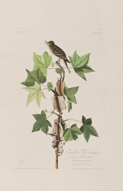 Birds of America」のイラスト 作： John James Audubon