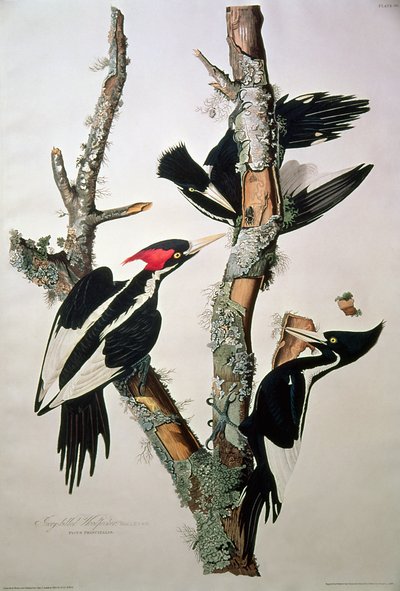 1829年の「Birds of America」からの象牙請求キツツキ（詳細は195912を参照） 作： John James Audubon