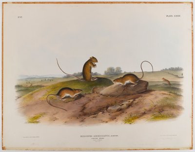ジャンプマウス 作： John James Audubon